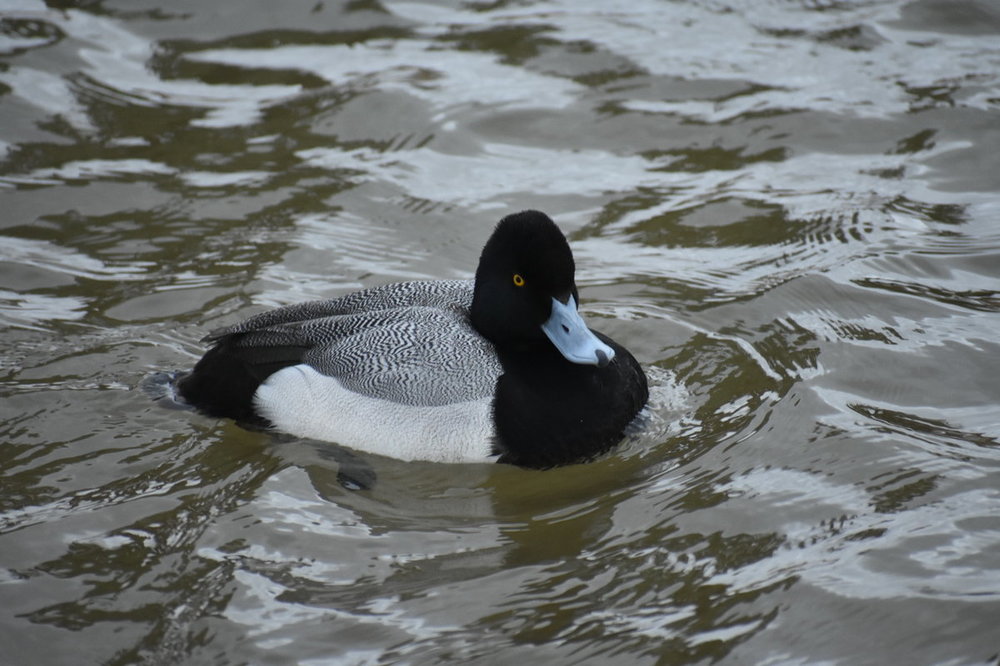 greater scaup or blue bill.JPG