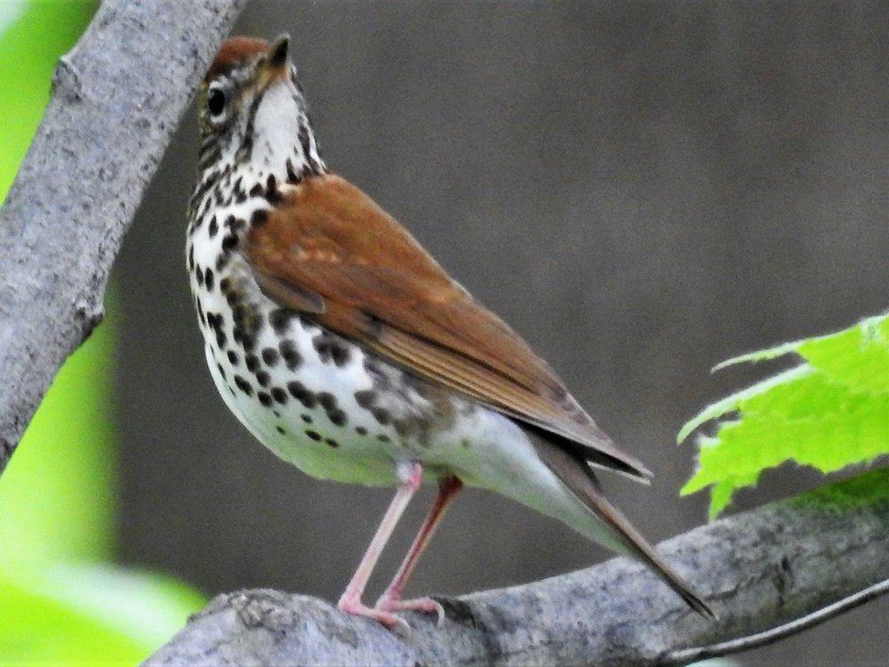 sparrow-like-bird-with-unique-spots-on-its-breast-help-me-identify-a