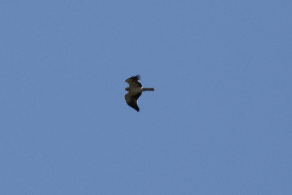 Raptor for ID.jpg