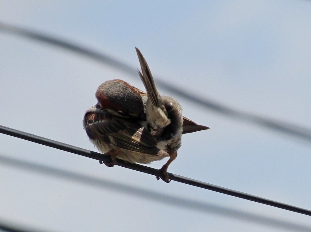 House sparrow male grooming 21-5-16.JPG