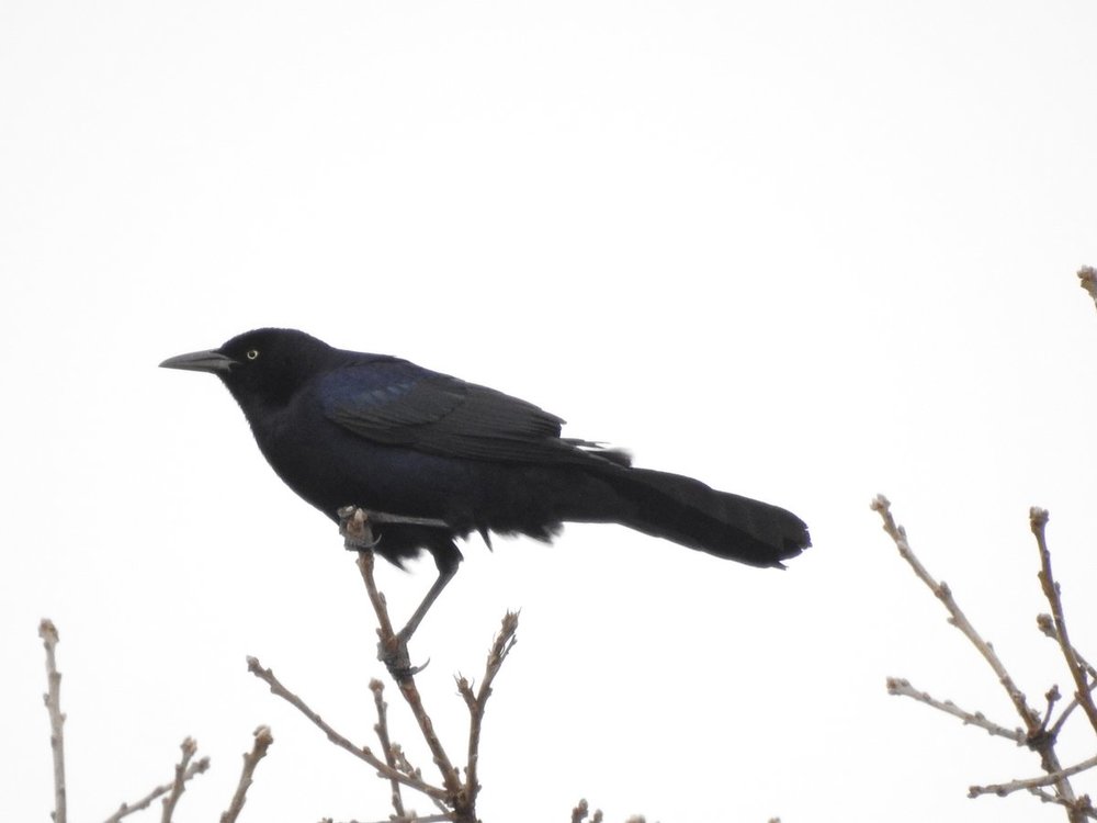 grackle, great tailed (1).JPG