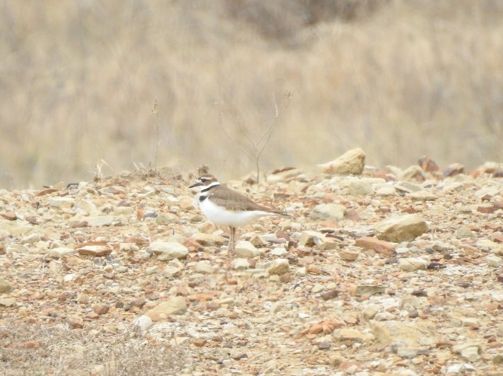 killdeer (2).JPG