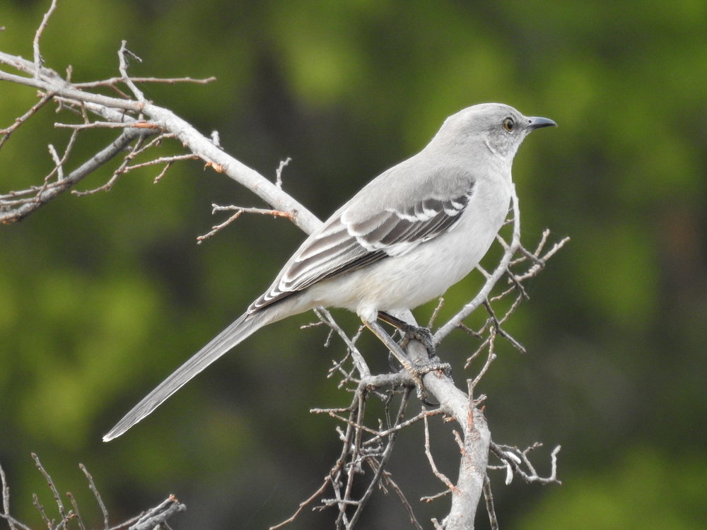 mockingbird, northern (2).JPG