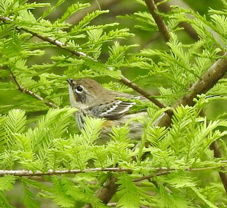 Vesper Sparrow maybe 3-20-19 Aligator Lake Lake City, FL  (2).JPG