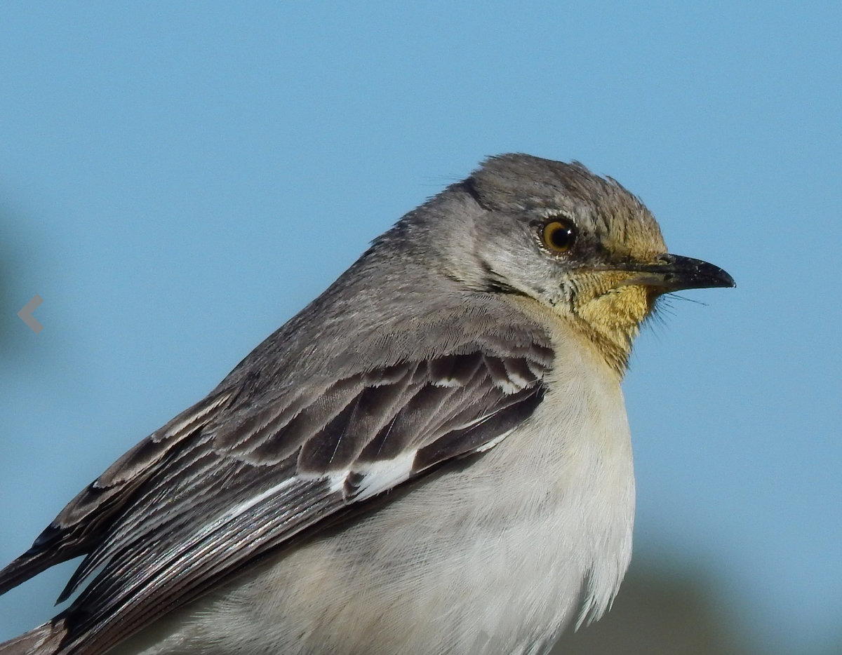 Yellow-throated Mockingbird - Help Me Identify a North American 