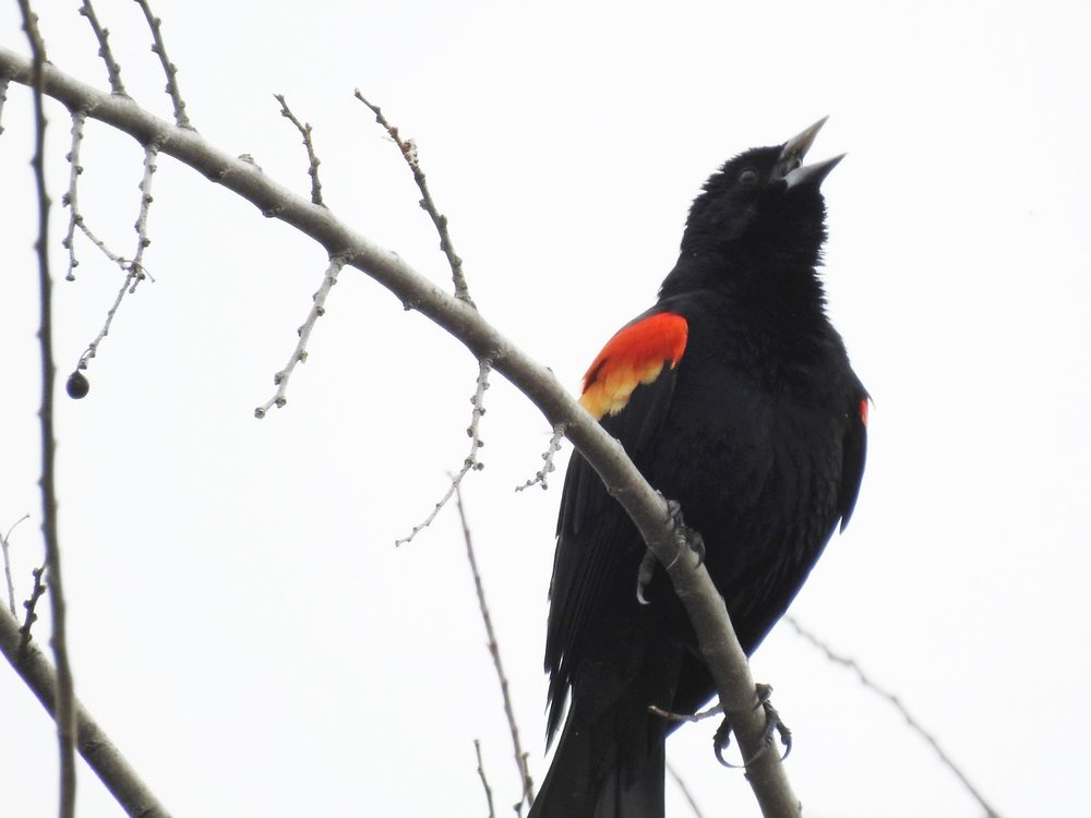 blackbird red winged (3).JPG