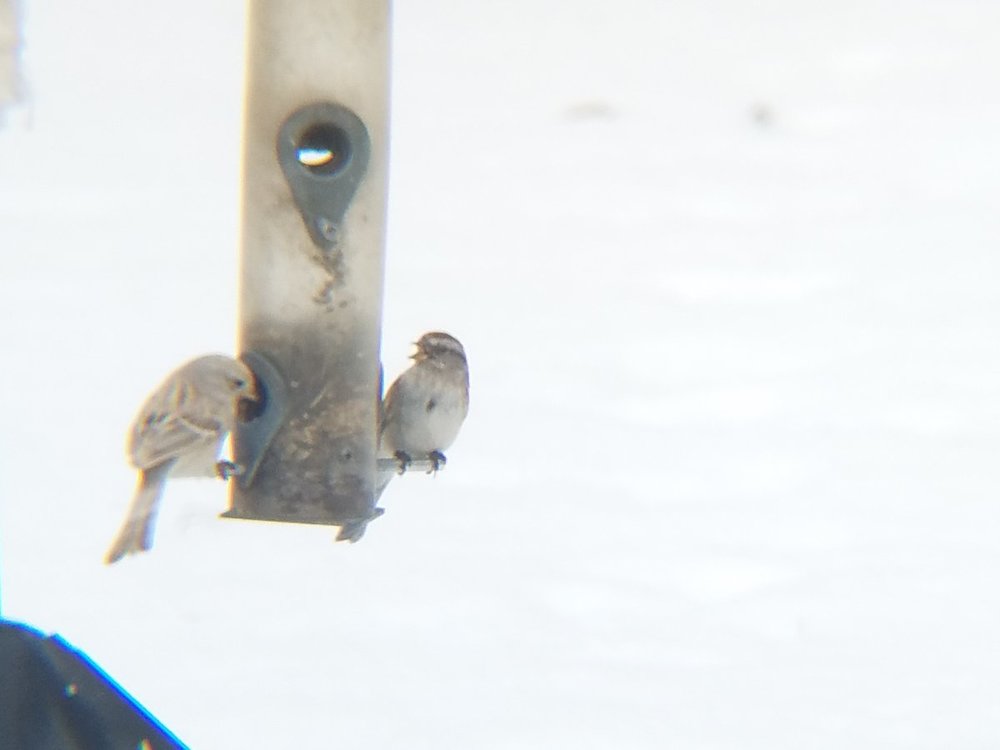 Mystery Bird with Tree Sparrow.jpg