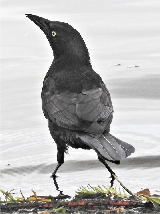 Black bird with whitish/yellowish eyes Help Me Identify a North