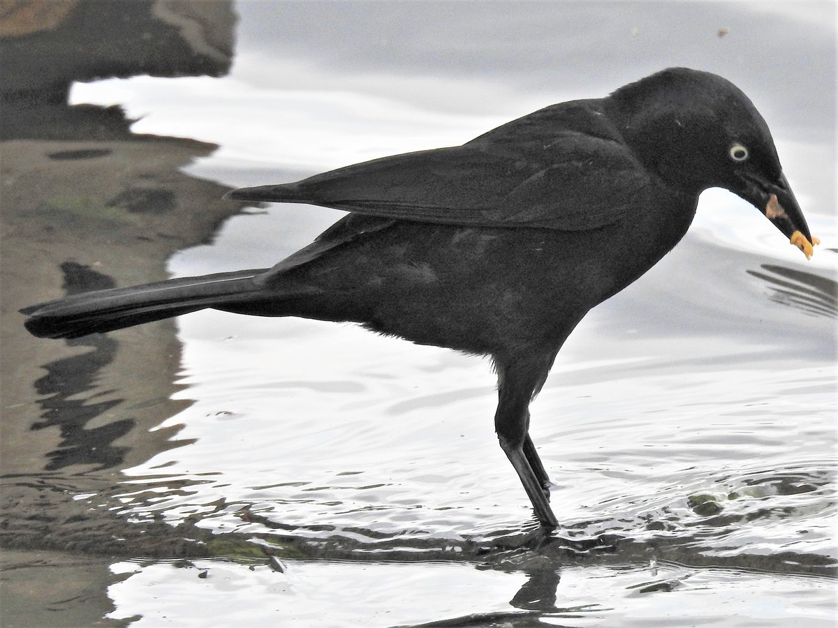 Black bird with whitish/yellowish eyes Help Me Identify a North