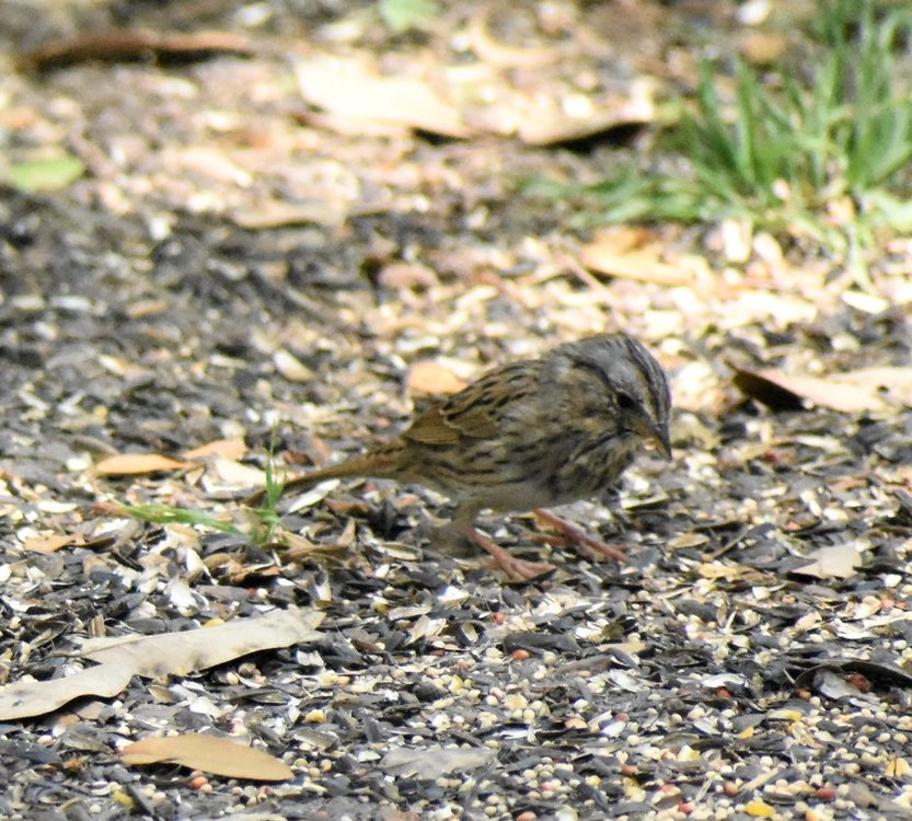 Sparrow.JPG