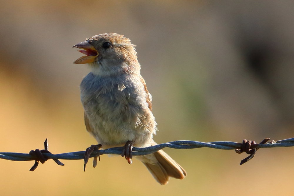 adorable_birdie_3768.JPG