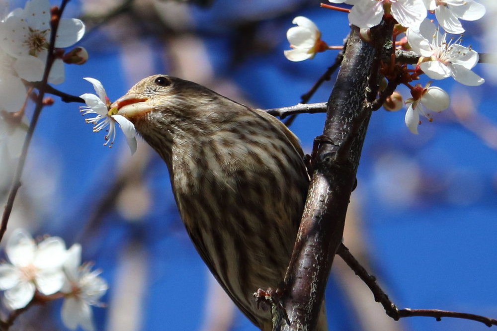 house_finch_blossoms_3646.JPG