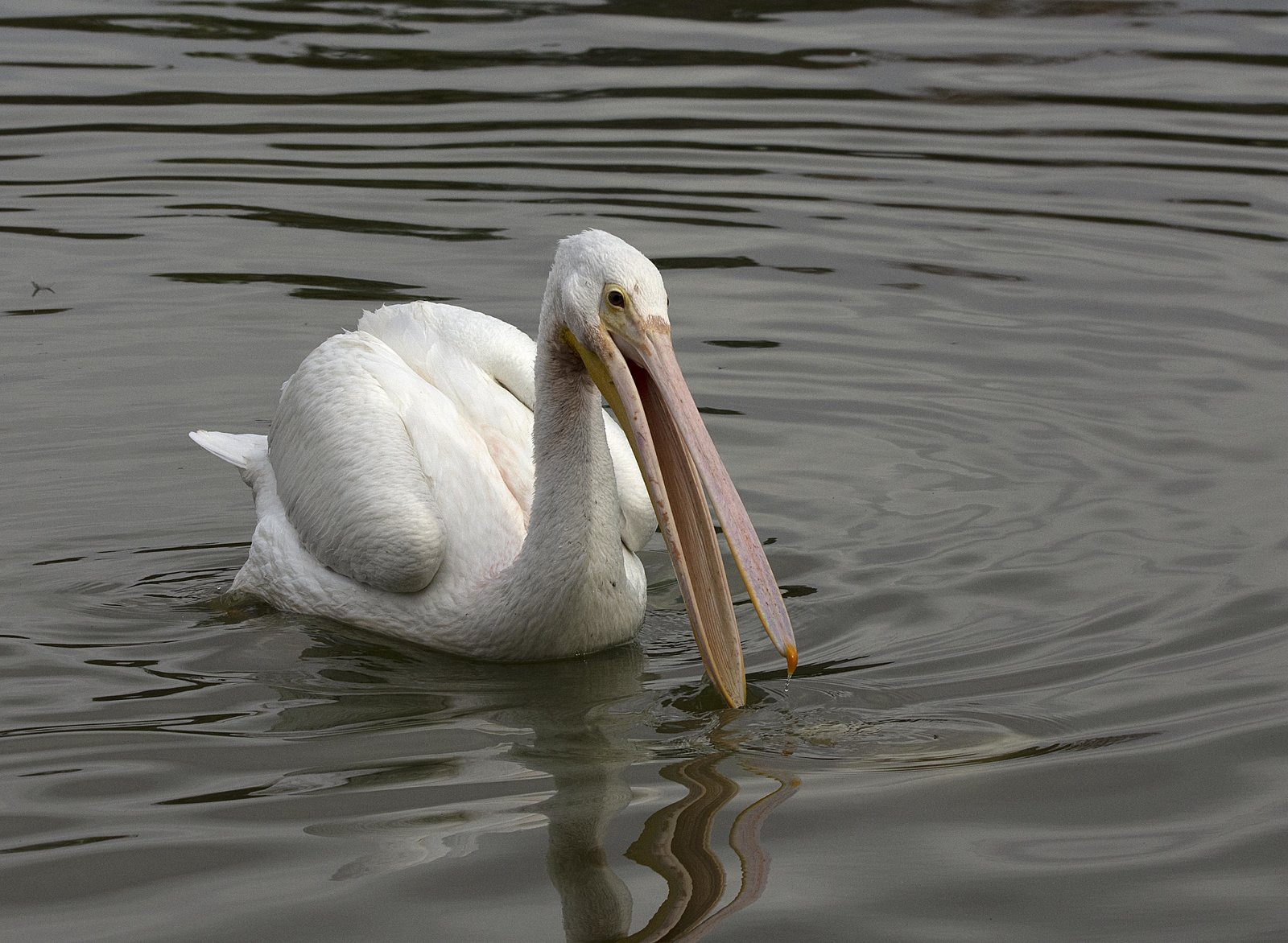 _DSC6961_pelican.jpg