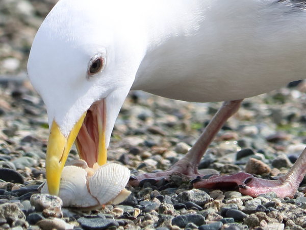 Seagull with a clam