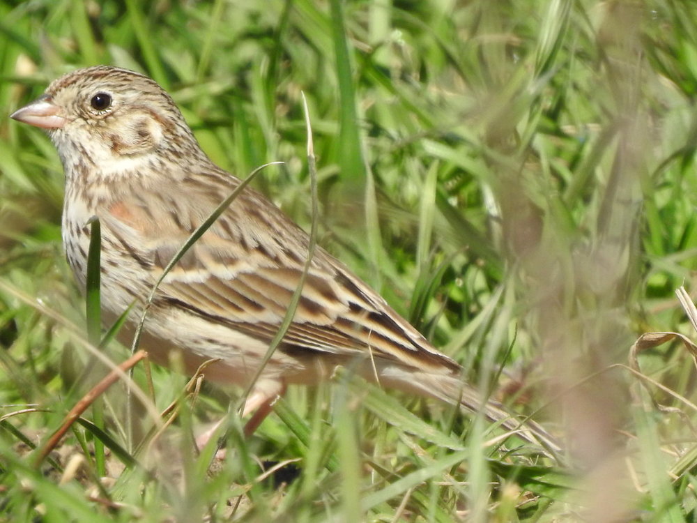 sparrow, vesper (5).JPG