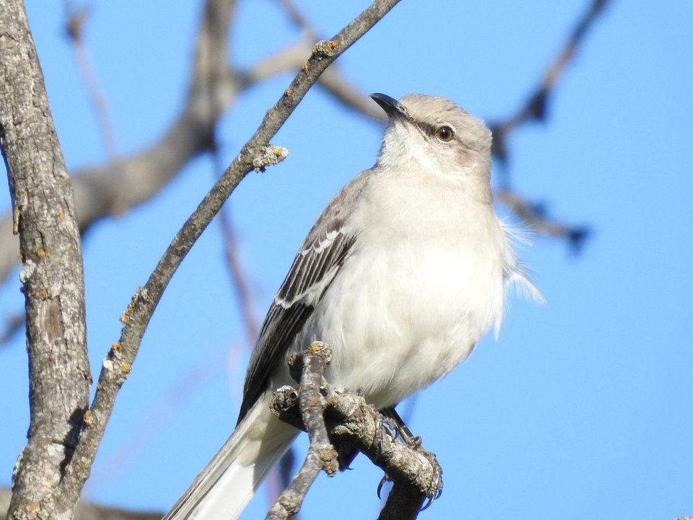 mockingbird, northern (8).JPG