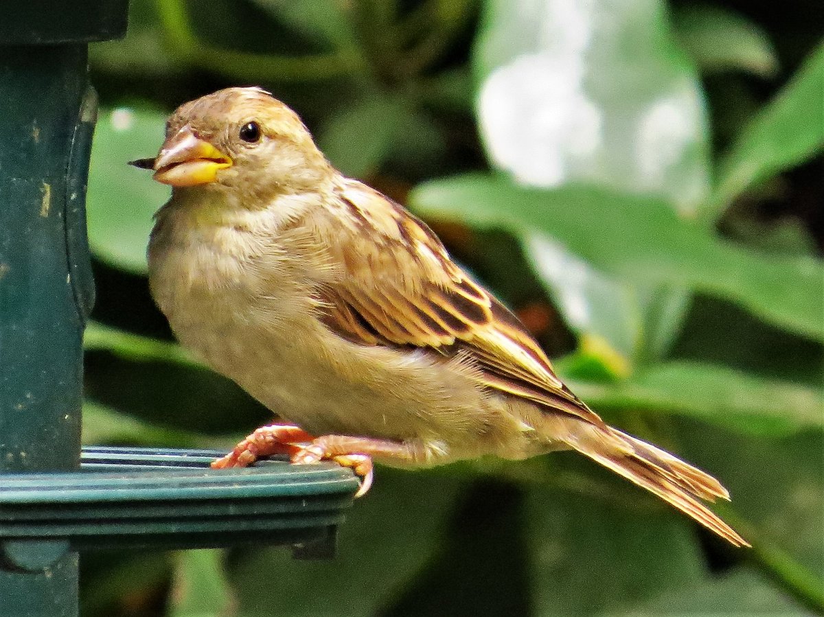 House finch pair? - Help Me Identify a North American Bird - Whatbird ...