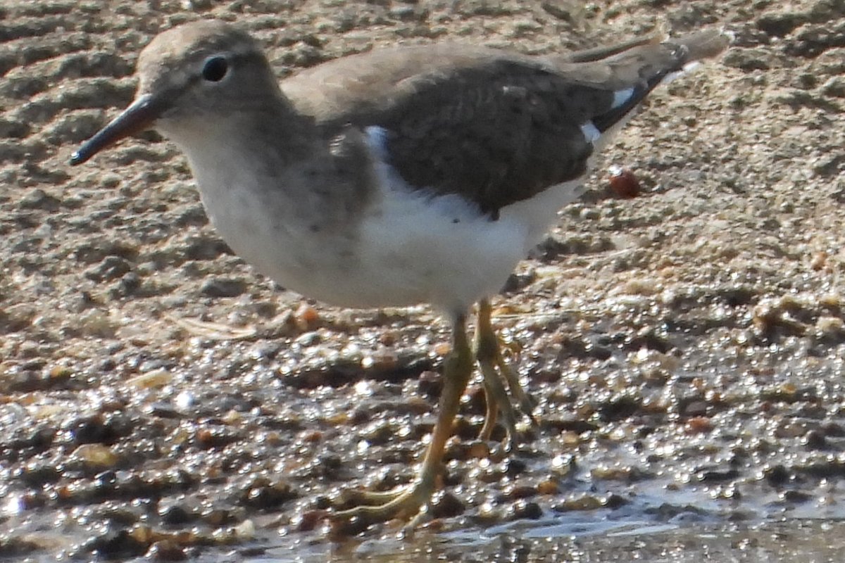 Found a bird at the pond Help Me Identify a North American Bird