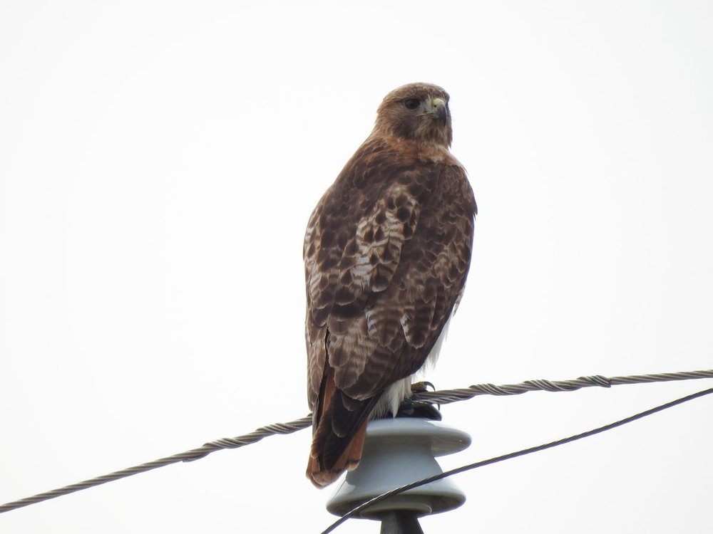hawk, red tailed (5).JPG