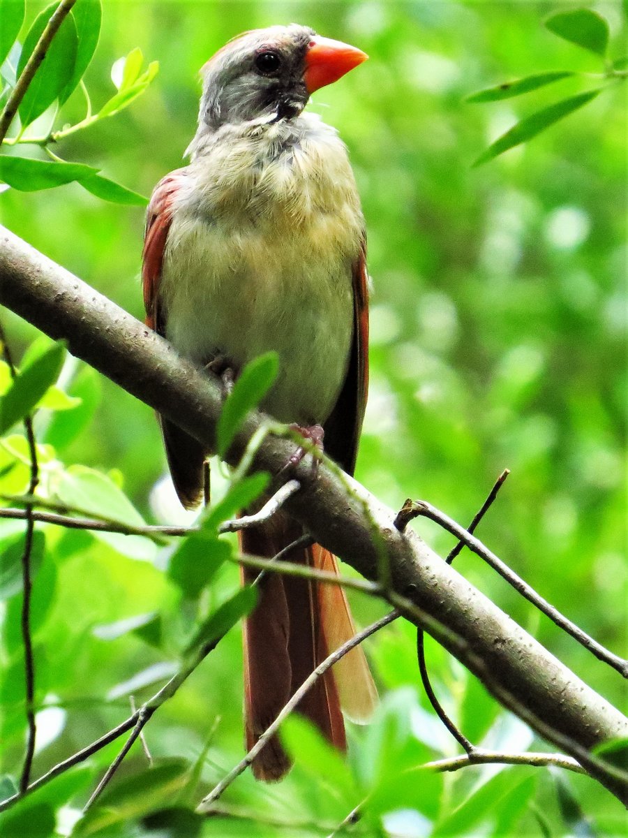 Mid sized bird with bright orange beak - Help Me Identify a North