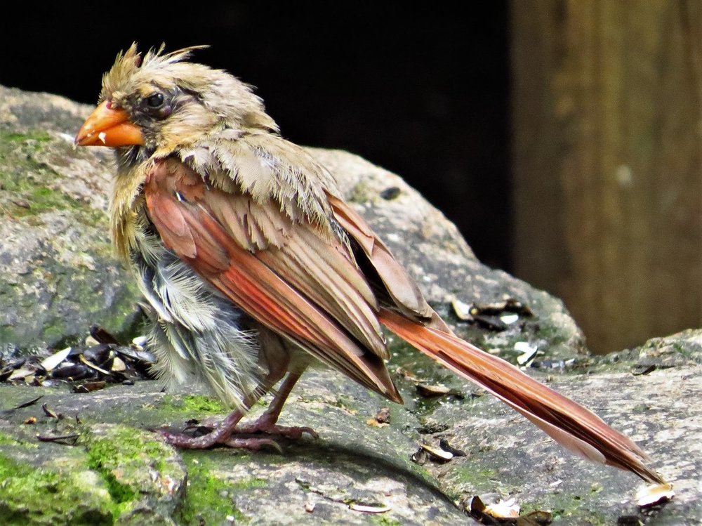 Mid sized bird with bright orange beak - Help Me Identify a North ...