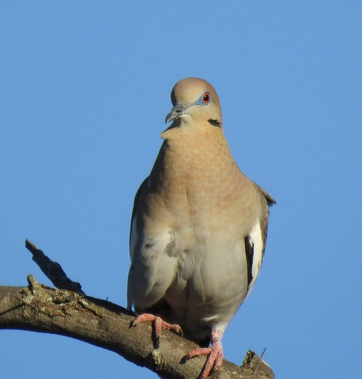 dove,white winged (4).JPG
