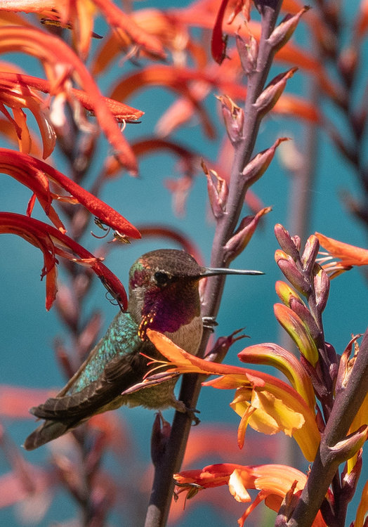 Hummingbird.jpg