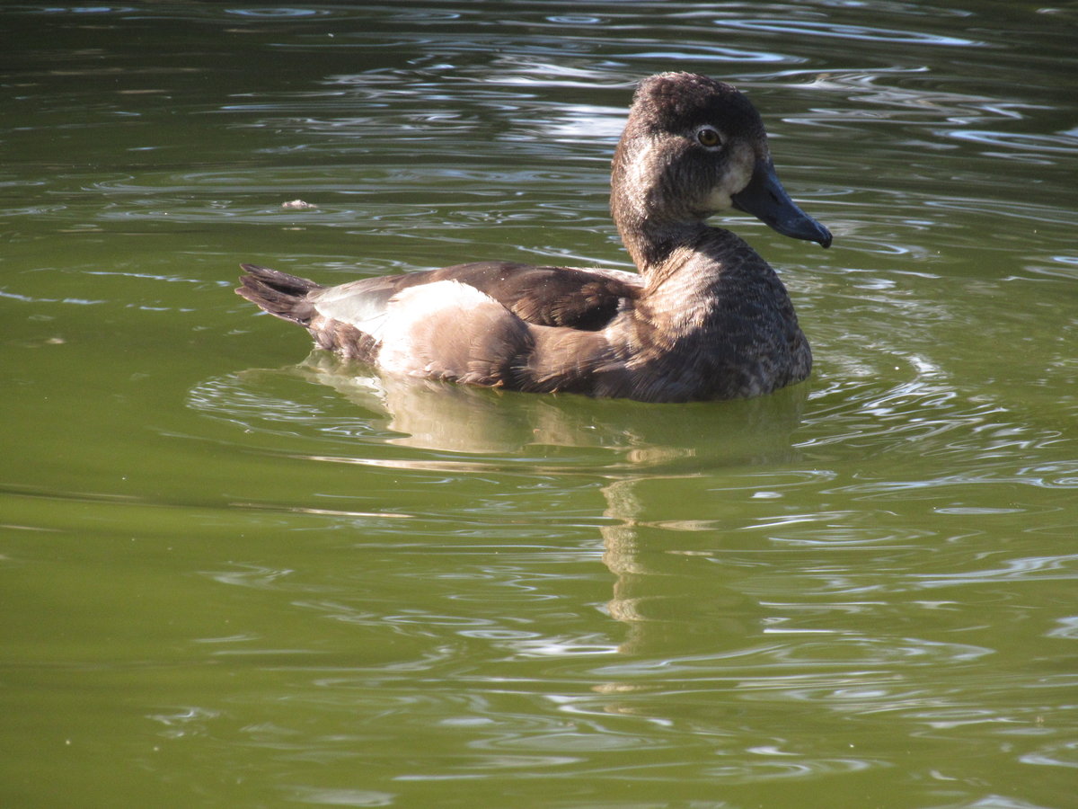 ring-necked duck – Boolie