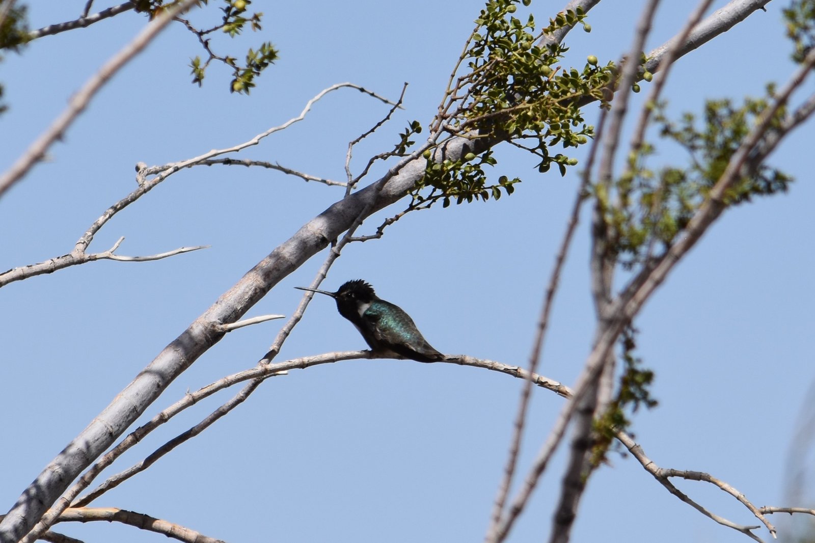Black Chinned Hummingbird5 (2).JPG