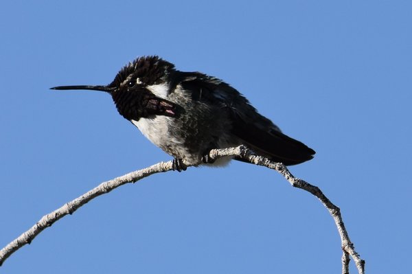 Black Chinned Hummingbird2 (2).JPG