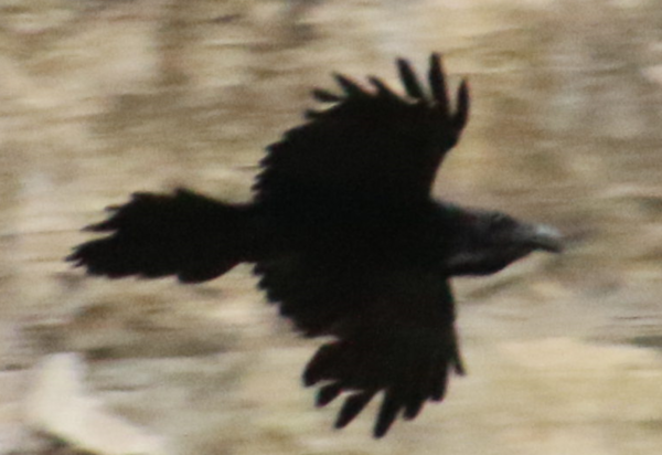 Raven - 2 flying.PNG