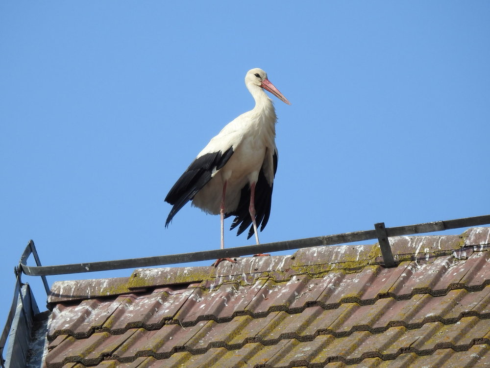 stork, white (4).JPG