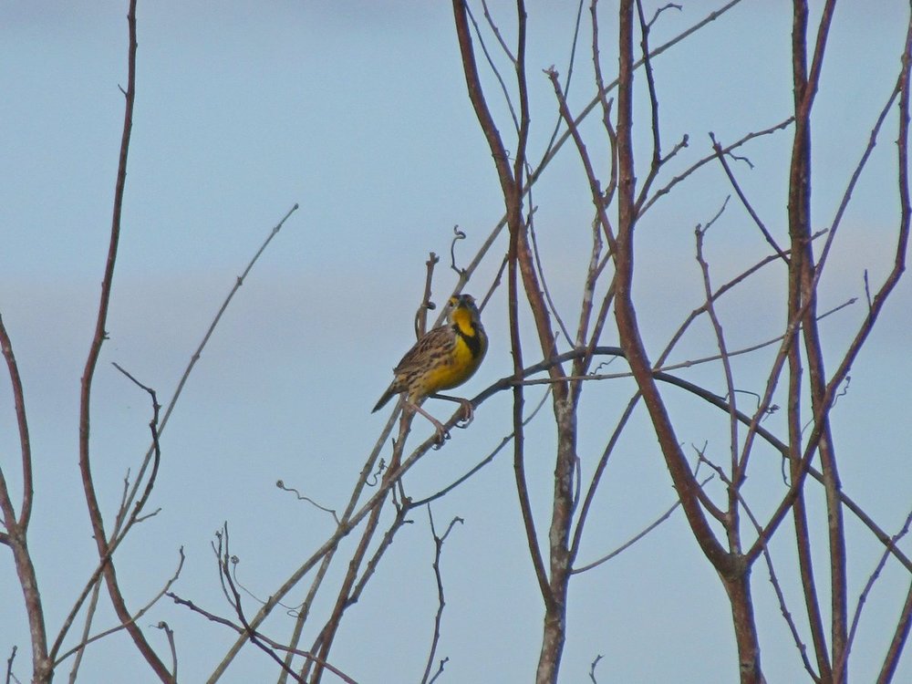 Eastern Meadowlark 2 small.JPG