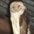 Featherstone