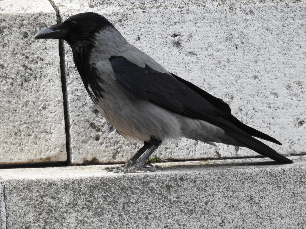 crow, hooded (5).JPG