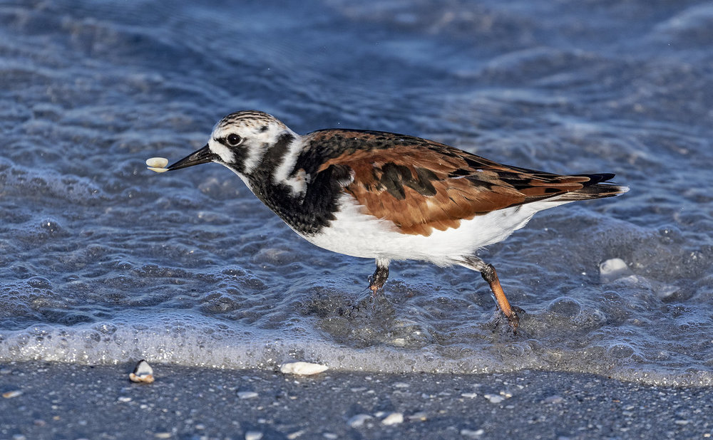 RG010341 Maybe Ruddy Turnstone.jpg