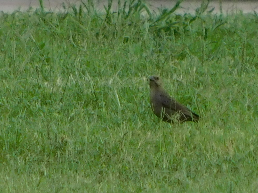 DSCN0129.JPG