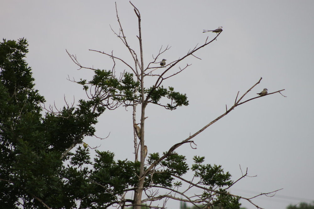 IMG_1070.JPG