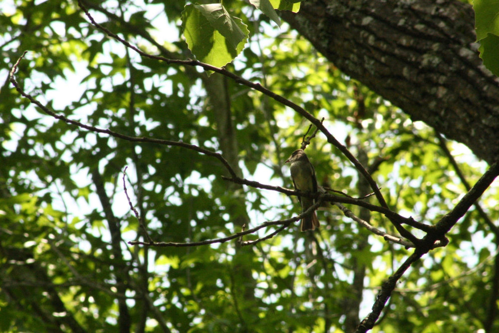 IMG_6461.jpg