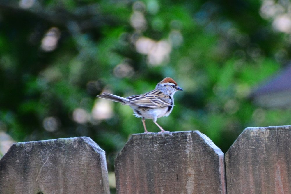 unkown backyard bird Virginia Beach Help Me Identify a North American