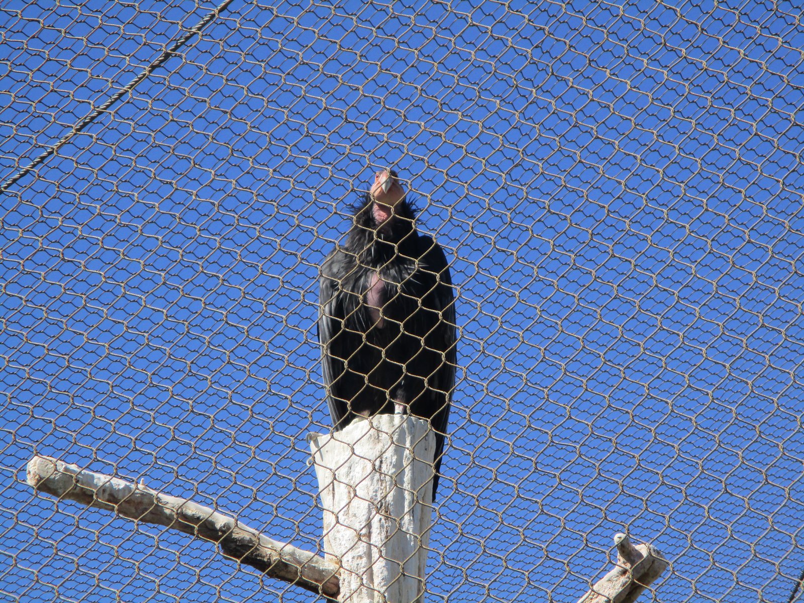 California Condor (World Center for Birds of Prey)