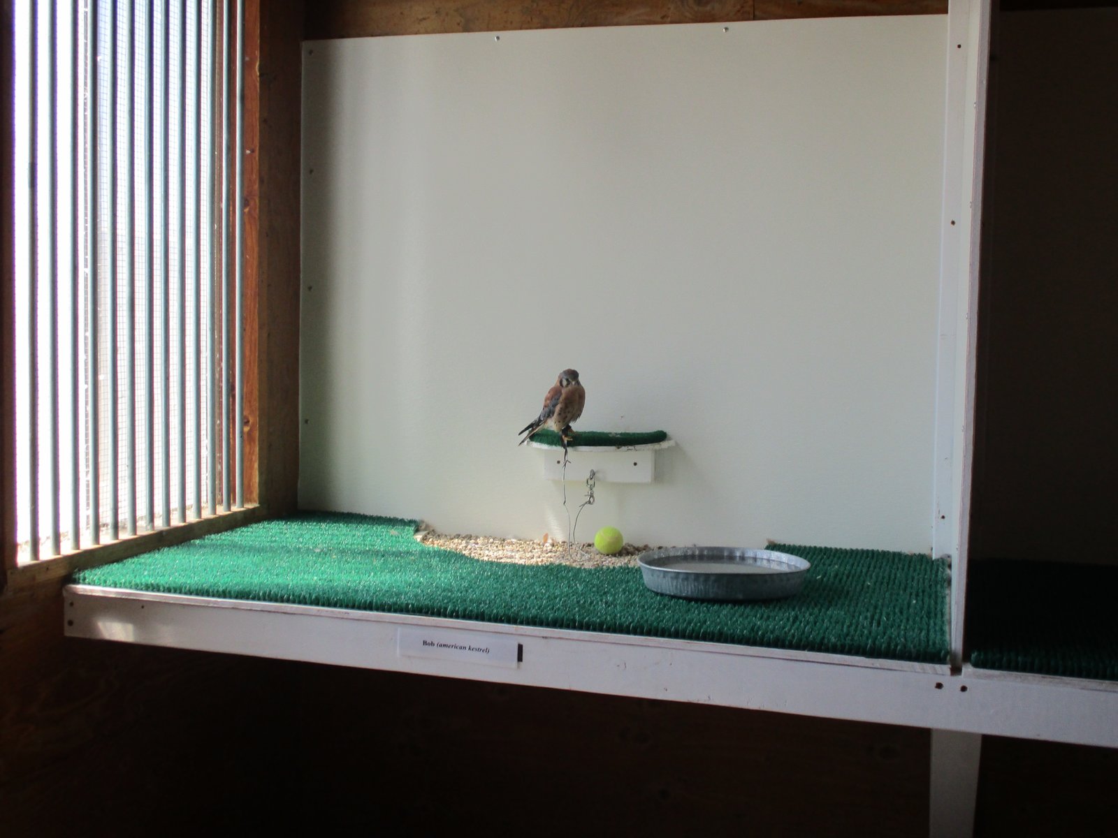American Kestrel (World Center for Birds of Prey)