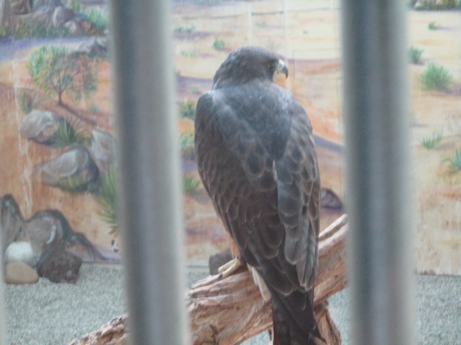 Swainson's Hawk (World Center for Birds of Prey)