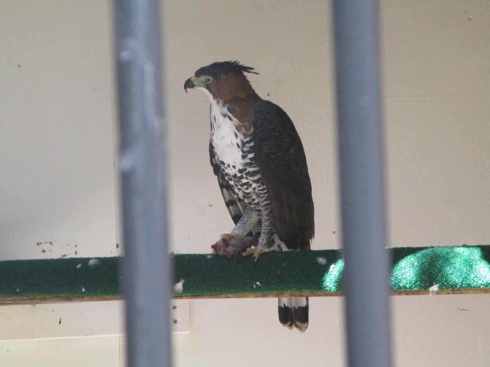 Ornate Hawk Eagle, "Fancy" 3 (World Center for Birds of Prey)