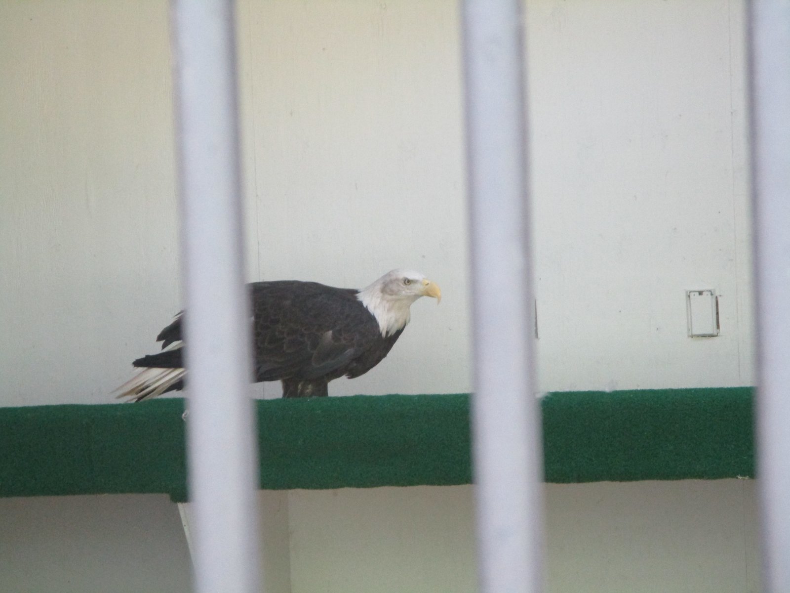 Bald Eagle, "Skye" (World Center for Birds of Prey)