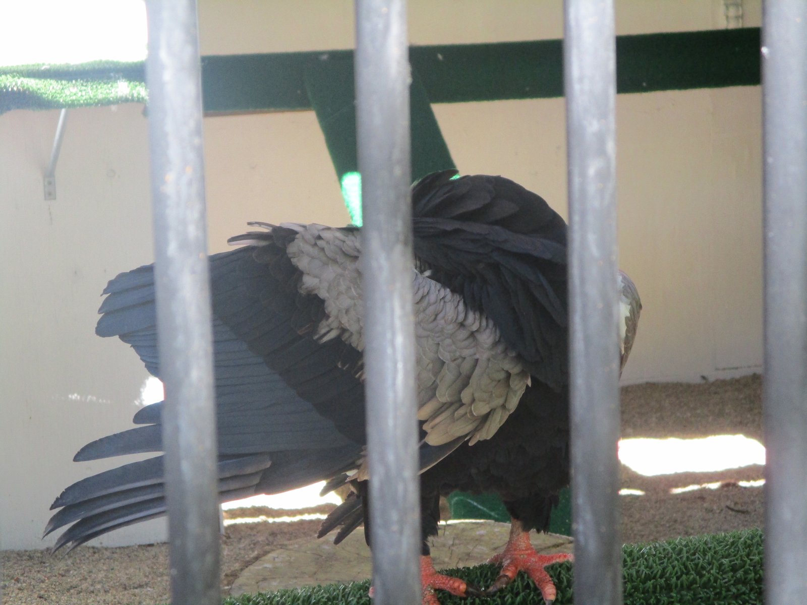 Bateleur Eagle, "Kwang" (World Center for Birds of Prey)