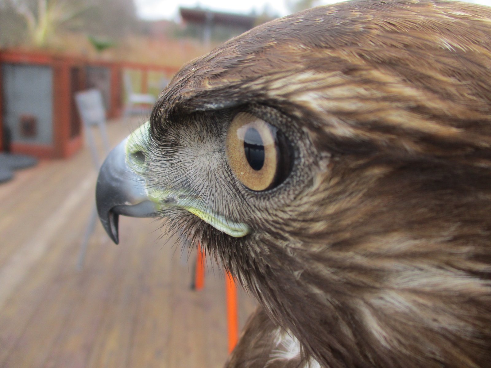 Juvenile Red-tailed Hawk "Shakarri"