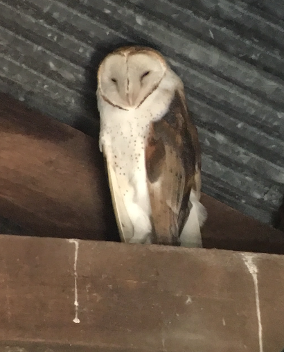 2017-2 Barn Owl (Male)