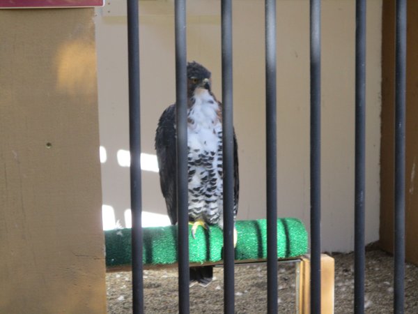 Ornate Hawk Eagle, "Fancy" 1 (World Center for Birds of Prey)