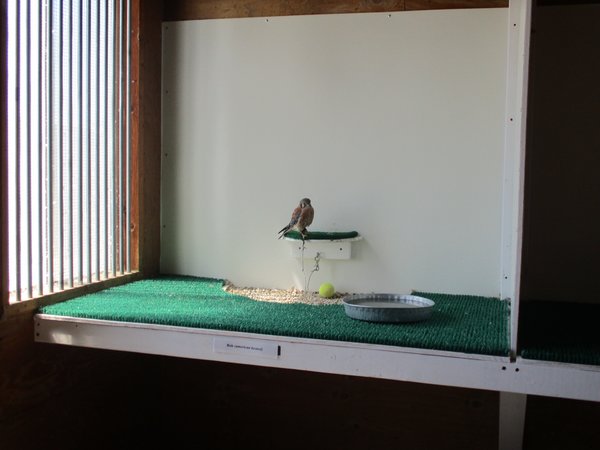 American Kestrel (World Center for Birds of Prey)